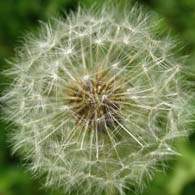 Advice on removing dandelions from your garden